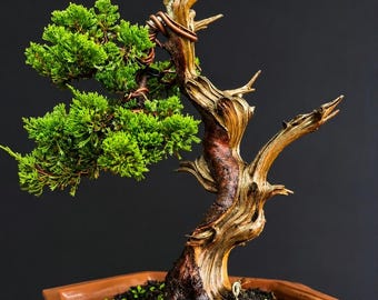 Juniperus Green Chinensis Bonsai Tree Actual Tree Medium Size