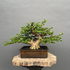 Premna Microphylla Bonsai-Baum, größerer Stamm, mittlere Größe