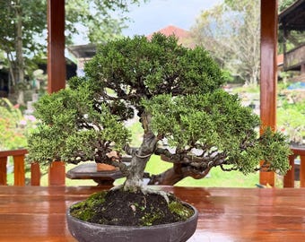 Juniperus Green Chinensis Bonsai Tree Actual Tree