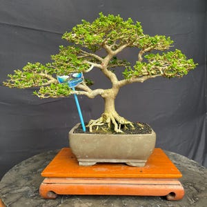 May include: A bonsai tree with vibrant green foliage and a thick, textured trunk. The tree is planted in a rectangular, gray pot, resting on a small, orange wooden stand. A blue sign with text is placed in the tree.