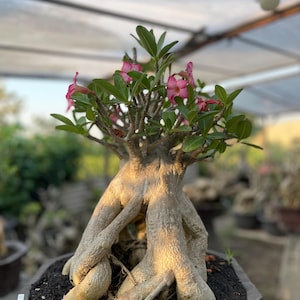 Bonsai Adenium Obesum – volwassen woestijnroos met roze bloemen – Levende plant