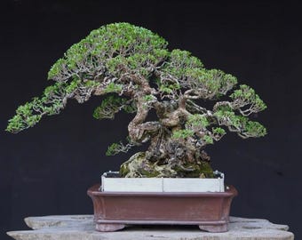 Pemphis Acidula - Santigi On The Rock OTR Bonsai Tree