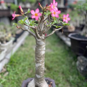 Adenium Thaisoco-bonsai, lange caudex-woestijnroos, levende plant