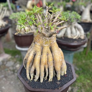 Op de afbeelding: Een woestijnroosplant met een dikke, bolvormige, beige caudex met meerdere wortelachtige uitsteeksels. De plant heeft talloze dunne, houtachtige takken die omhoog steken, bekroond met kleine, levendig groene bladeren in een bruine zeshoekige pot.