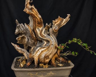 Maclura - Cudrania Cochinchinensis Dead Wood Bonsai Tree