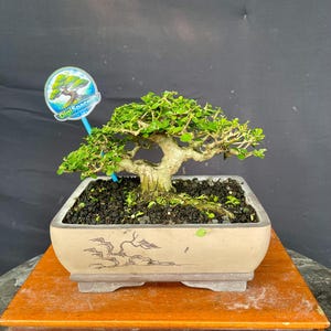 May include: A bonsai tree with green leaves and a thick, textured trunk sits in a rectangular, light brown pot with a decorative landscape design. The pot rests on a wooden stand. A blue and white sign is in the pot.