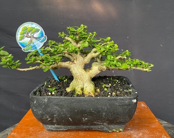 Premna Microphylla Bonsai Tree Sancang Tamaño Pequeño