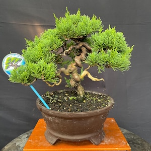 May include: A bonsai tree with vibrant green foliage and a twisted, brown trunk. The tree is planted in a brown ceramic pot, which sits on a wooden stand. A blue stick with a circular tag is placed in the pot.