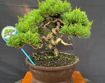 Juniperus Chinensis Bonsai Tree Actual Tree