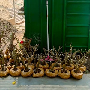 May include: A collection of small, leafless trees with exposed, gnarled root systems, each individually wrapped in tan plastic film at the base. A long, white-handled tool with a pink head stands vertically behind the row of trees.