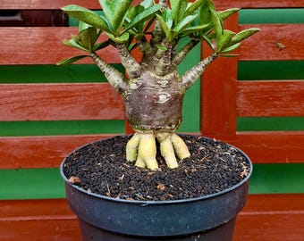Adenium Arabicum Hybrid Black Trunk  | Desert Rose Bonsai Tree