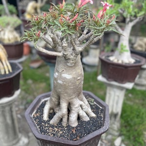 Zeldzame adenium thaisoco-bonsai, lange caudex woestijnroos, levende plant, roze bloemen