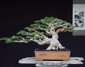 Premna Microphylla Medium Size - Bonsai Tree Actual Pict