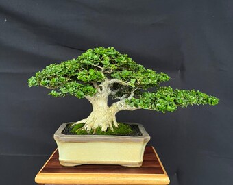 Premna Microphylla Bonsai Tree Sancang Small Size Actual Pict