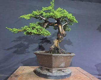 Juniperus Chinensis Shimpaku Bonsai Tree Actual Tree