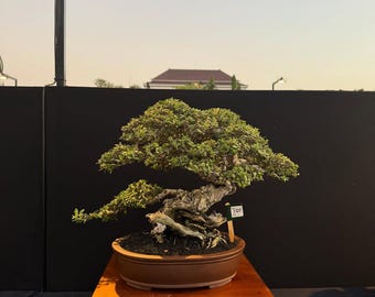 Pemphis Acidula - Santigi Bonsai Tree