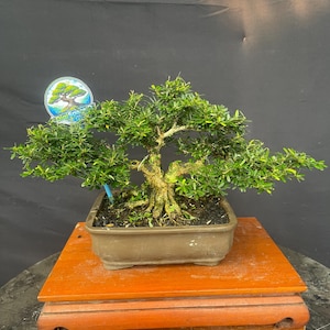 May include: A bonsai tree with vibrant green foliage and a textured trunk is displayed in a rectangular brown pot. The tree sits on a two-tiered, reddish-orange wooden stand. A blue tag is visible near the tree.