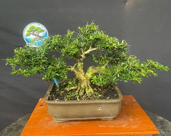 Blue Bell - Desmodium Micro Vietnam Bonsai Tree Saengsimbur Small Size