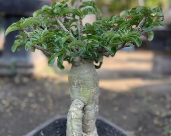 DHA Dorset Horn Adenium Medusa Dwarf  | Desert Rose Bonsai Tree