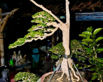 Premna Microphylla - Bonsai Tree Actual Plant