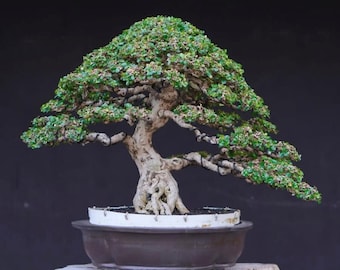 Carmona Retusa - Ehretia Microphylla Bonsai Tree Medium Size