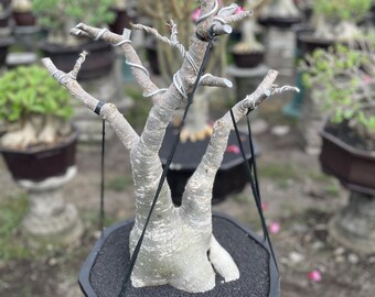 Adenium Arabicum Long Caudex Mature Bonsai Tree