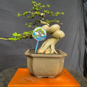 Premna Microphylla Bonsai Tree Living Tree
