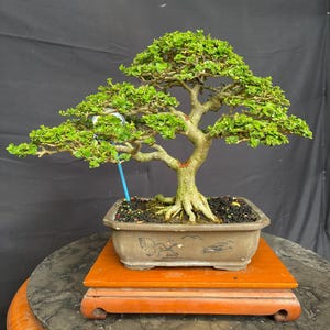 May include: A bonsai tree with vibrant green leaves and a thick, textured trunk. The tree is planted in a rectangular brown pot with a landscape design, resting on a wooden stand. The stand sits on a round, marble-like table.