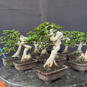 Puede incluir: Una colección de pequeños bonsáis con troncos retorcidos de color claro y follaje verde denso, cada uno plantado en una maceta rectangular de cerámica marrón. Un pequeño letrero azul con la ilustración de un árbol está insertado en una maceta.