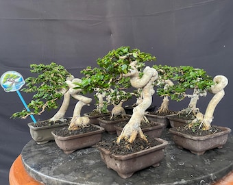Custom Order - 3 Premna Microphylla Exposed Bonsai Tree