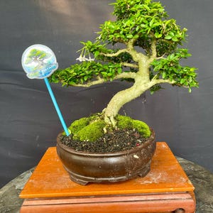May include: A bonsai tree with vibrant green leaves and a thick, textured trunk. The tree sits in a brown ceramic pot filled with moss and soil, placed on a wooden stand. A blue stick with a circular tag that reads "Digi's Parcels" is in the pot.