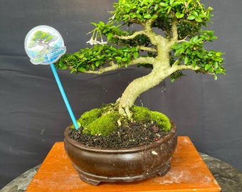 Wrightia Religiosa - Water Jasmine - Bonsai Tree Anting Putri