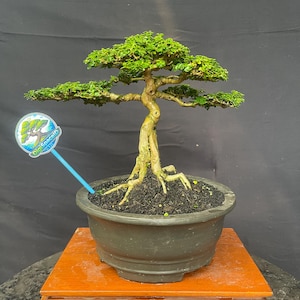 May include: A set of three ceramic mugs with a speckled, matte finish. The mugs are in shades of cream, light gray, and dark gray. Each mug has a simple, minimalist design, perfect for coffee or tea.