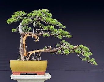 Juniperus Blue Chinensis Medium Size - Bonsai Tree Living Tree