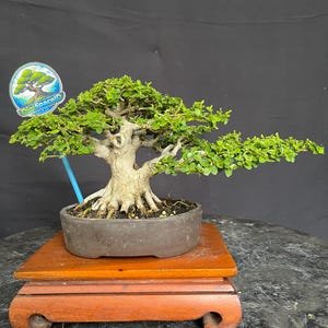 May include: A bonsai tree with vibrant green leaves and a thick, textured trunk. The tree is planted in a dark brown ceramic pot, set on a reddish-brown wooden stand. A small sign with text is attached to the tree.