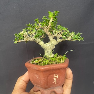 Mini Premna Microphylla Bonsai Tree – Tjock stam Mame Bonsai Levande Plant