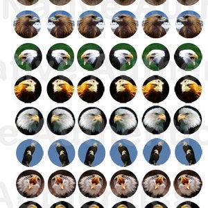 May include: A set of 48 round, colorful stickers featuring different images of bald eagles and golden eagles. The stickers are perfect for adding a touch of nature to your crafts, journals, laptops, or water bottles.
