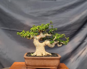 Bonsái Premna Microphylla – Planta viva cultivada a mano para decoración del hogar #br112