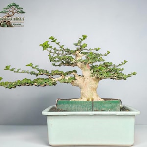 Puede incluir: Un bonsái con un tronco grueso de color claro y ramas extendidas con pequeñas hojas verdes. El árbol está plantado en una maceta rectangular de cerámica de color claro con un collar de malla verde sujeto con alambre.
