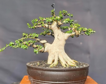 Premna Microphylla Bonsai Baum - Handgezogene Pflanze für Innen- und Außenbereich