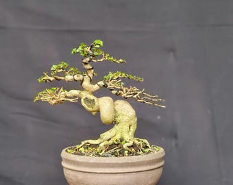 Árbol bonsái Premna microphylla, imagen real, buen estilo raro meliuk