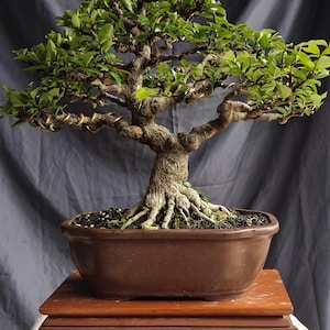 Bonsai Wright ia religiosa / water jasmin real pict