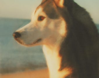 Watercolor Siberian Husky Portrait – Seaside Dog Art Print – Unique Printable Gifts