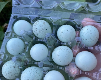 12+ Celadon Blue Coturnix Quail Eggs