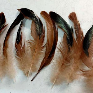 May include: A collection of brown and tan feathers with dark tips, arranged on a white surface. The feathers vary in size and shape, with some displaying a hint of green. These feathers are suitable for crafting or decorative purposes.
