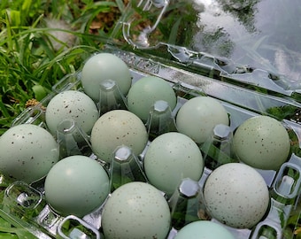 12+ Celadon Blue Coturnix Quail Eggs