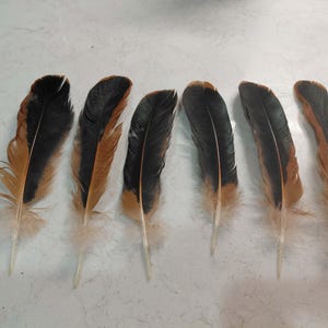 May include: Six feathers with a natural design. The feathers have a black center, transitioning to brown and tan edges. The base of each feather is a soft, light tan color.