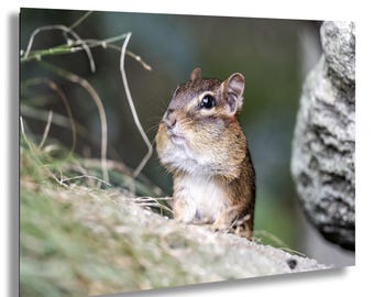 Könnte beinhalten: Nahaufnahme eines Chipmunks mit braunem und beigem Fell, großen Augen und prallen Backentaschen. Das Chipmunk sitzt auf einem Felsen, mit grünem Laub im Hintergrund.