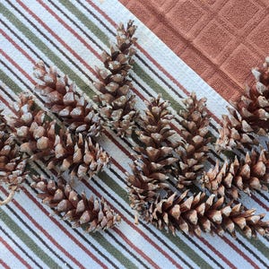 Eastern White Pine Pinecones