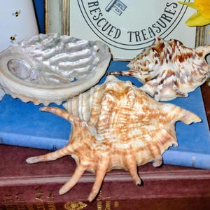 May include: A collection of three seashells including one iridescent abalone shell with a pearlescent interior and two spiky, tan and brown patterned conch shells resting on top of two stacked books, one blue and one dark red.